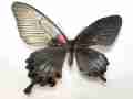 Papilio lowii (gynandromorph) Internet Image property of respective owner, non-commercial use only